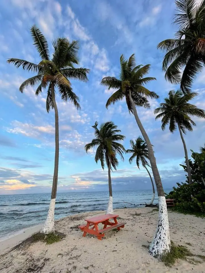 A beach with palm trees and benches on the sand.
