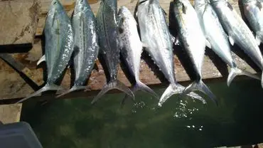 A group of fish that are hanging out of the water.