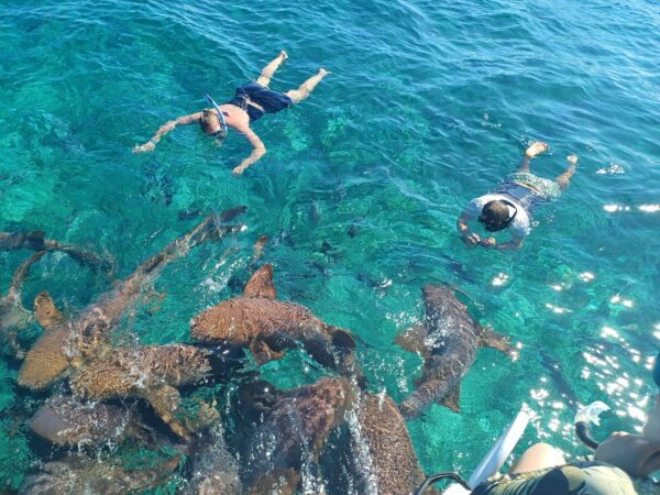 Sailing to Local Reef